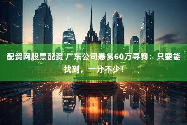 配资网股票配资 广东公司悬赏60万寻狗：只要能找到，一分不少！
